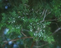 juniperus virgininiana.jpg